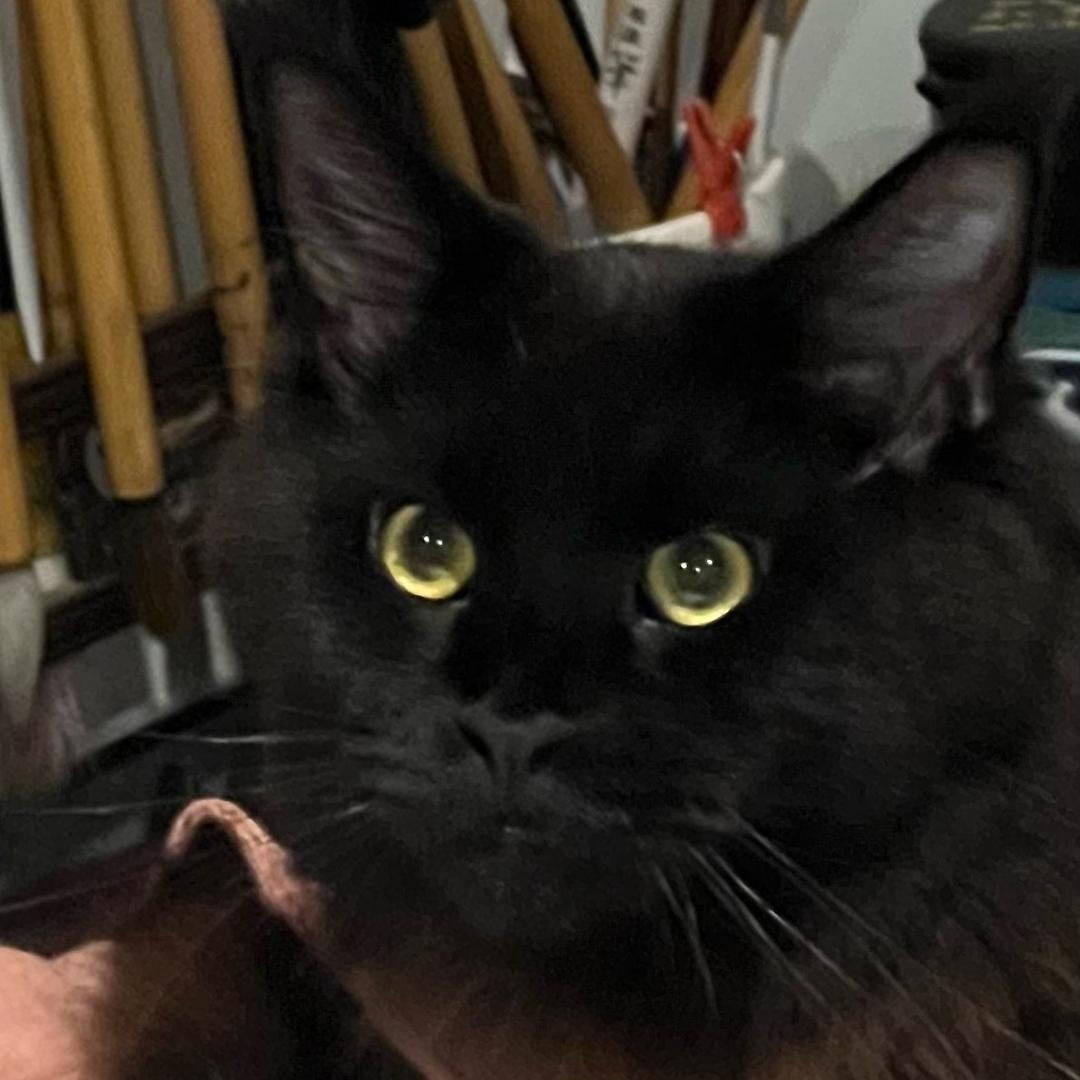 缅因妹妹朱小白