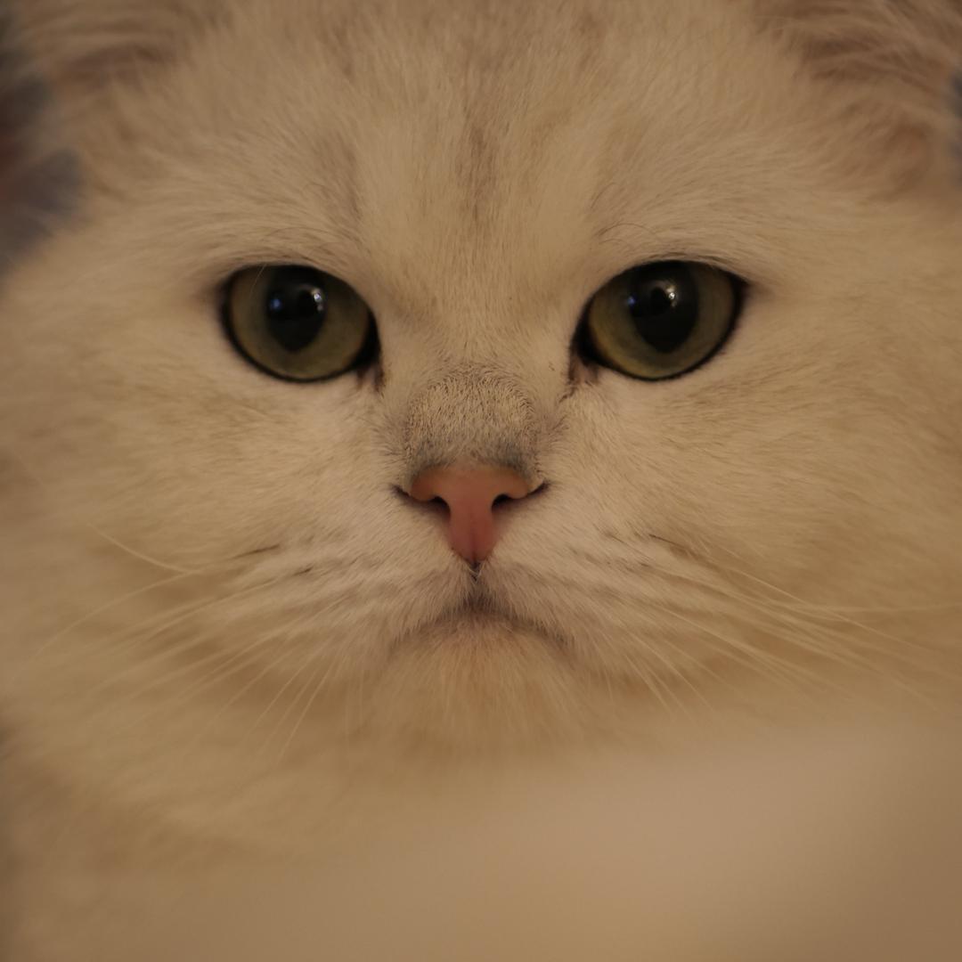 南宁为食猫🐱