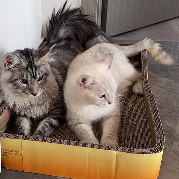 ㅤㅤ  🍒虞诺·梦✿࿐