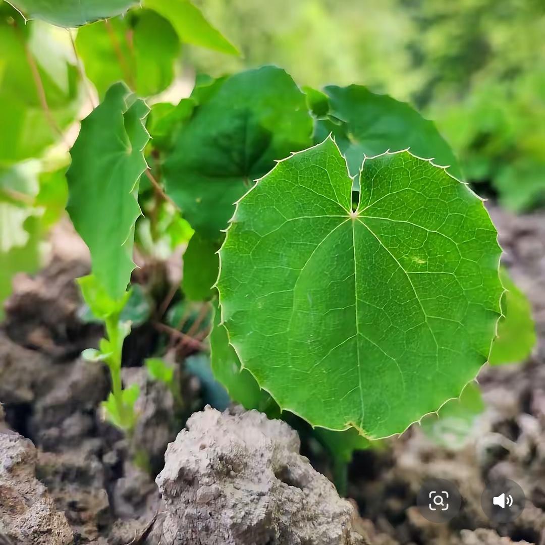 甘肃野生三枝九叶草