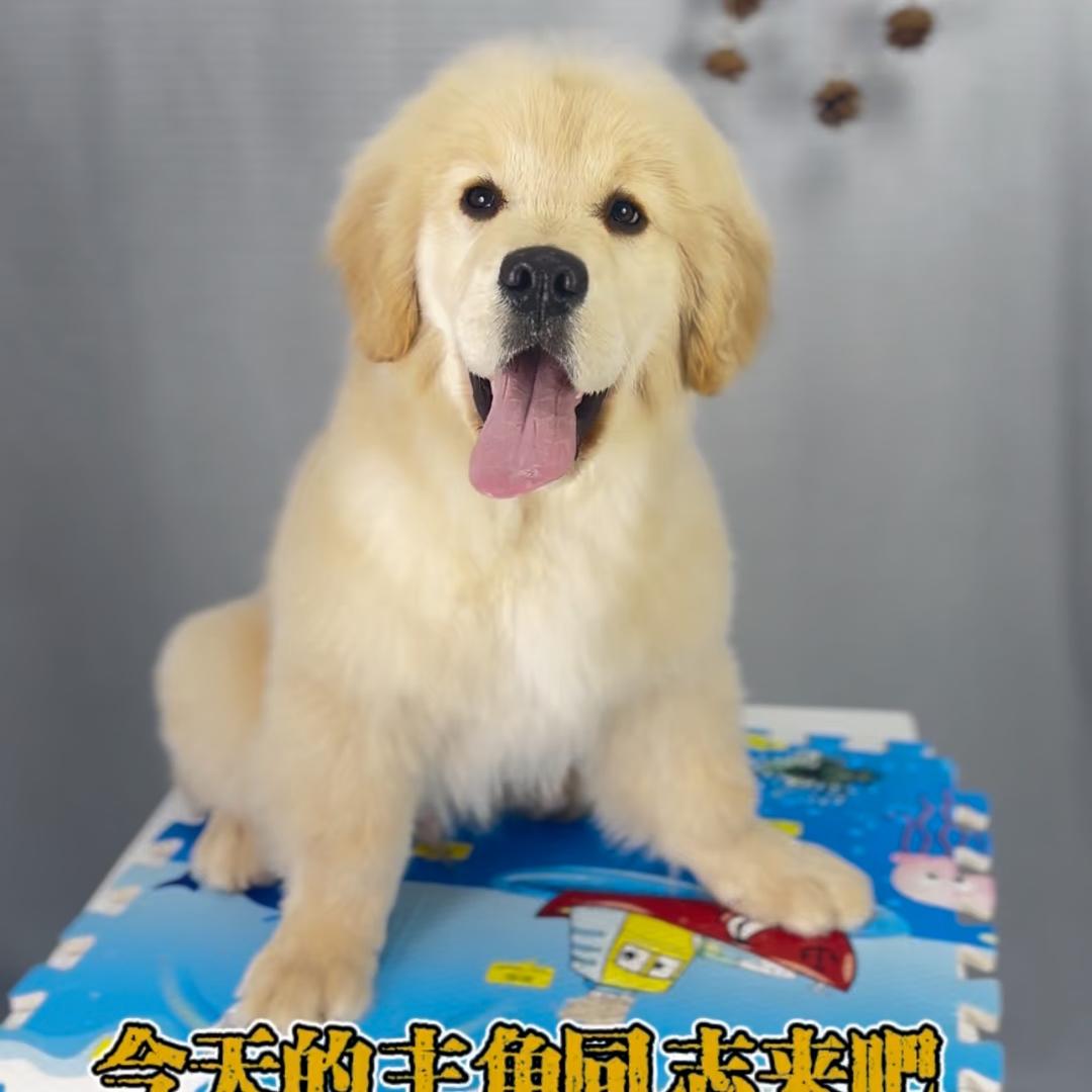 辉煌金毛俱乐部