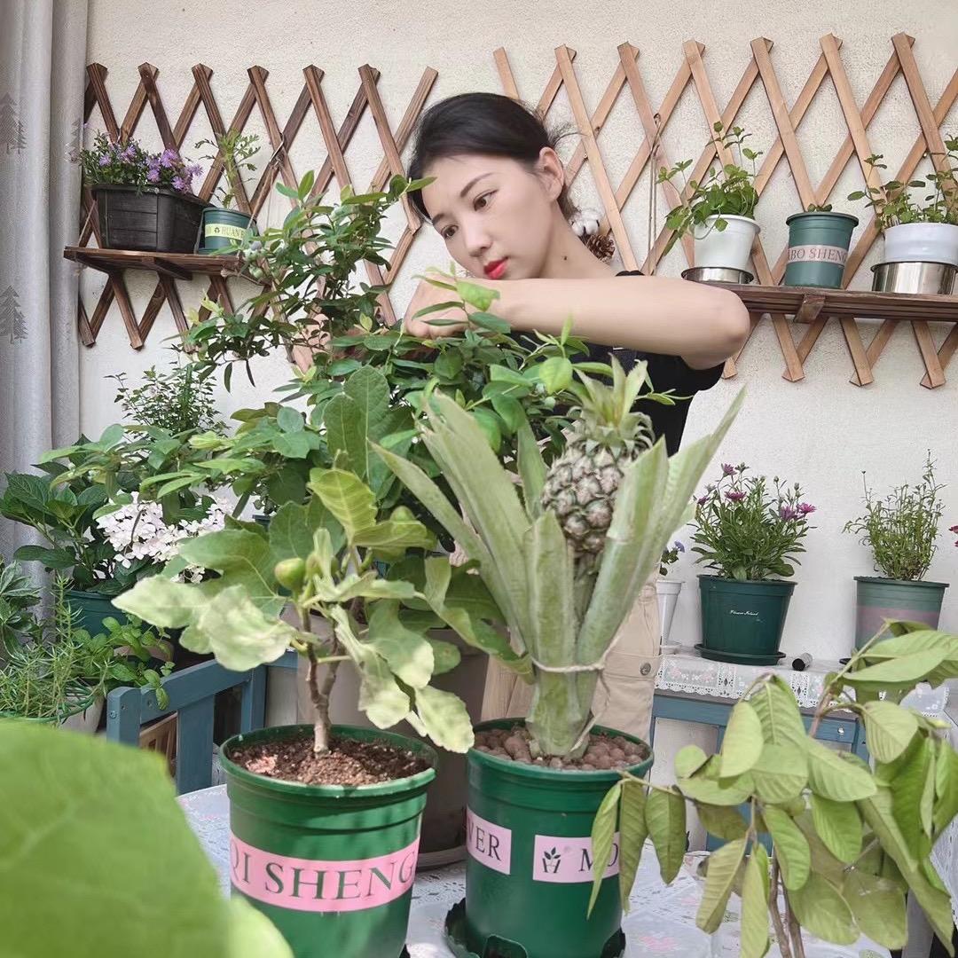 城市种菜小白
