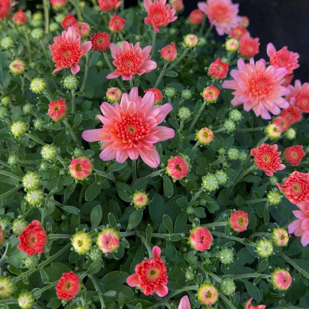 安安的花园