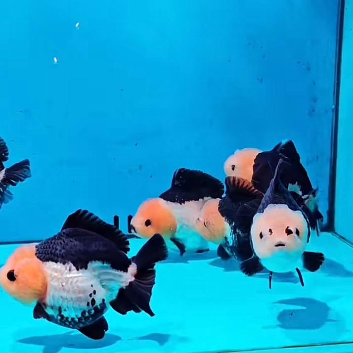 天丿辰丶鱼与愚