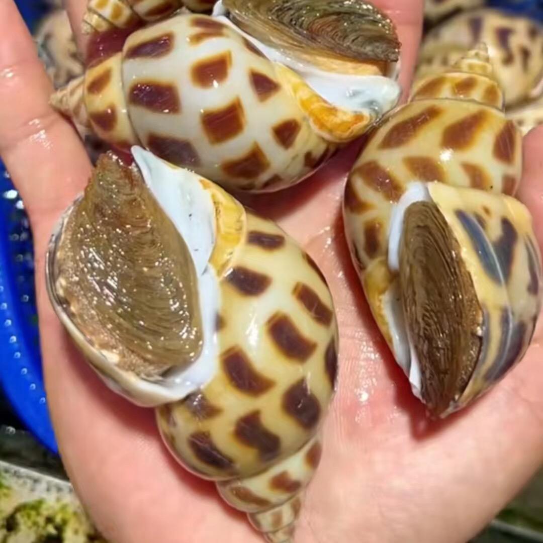 螺大壮