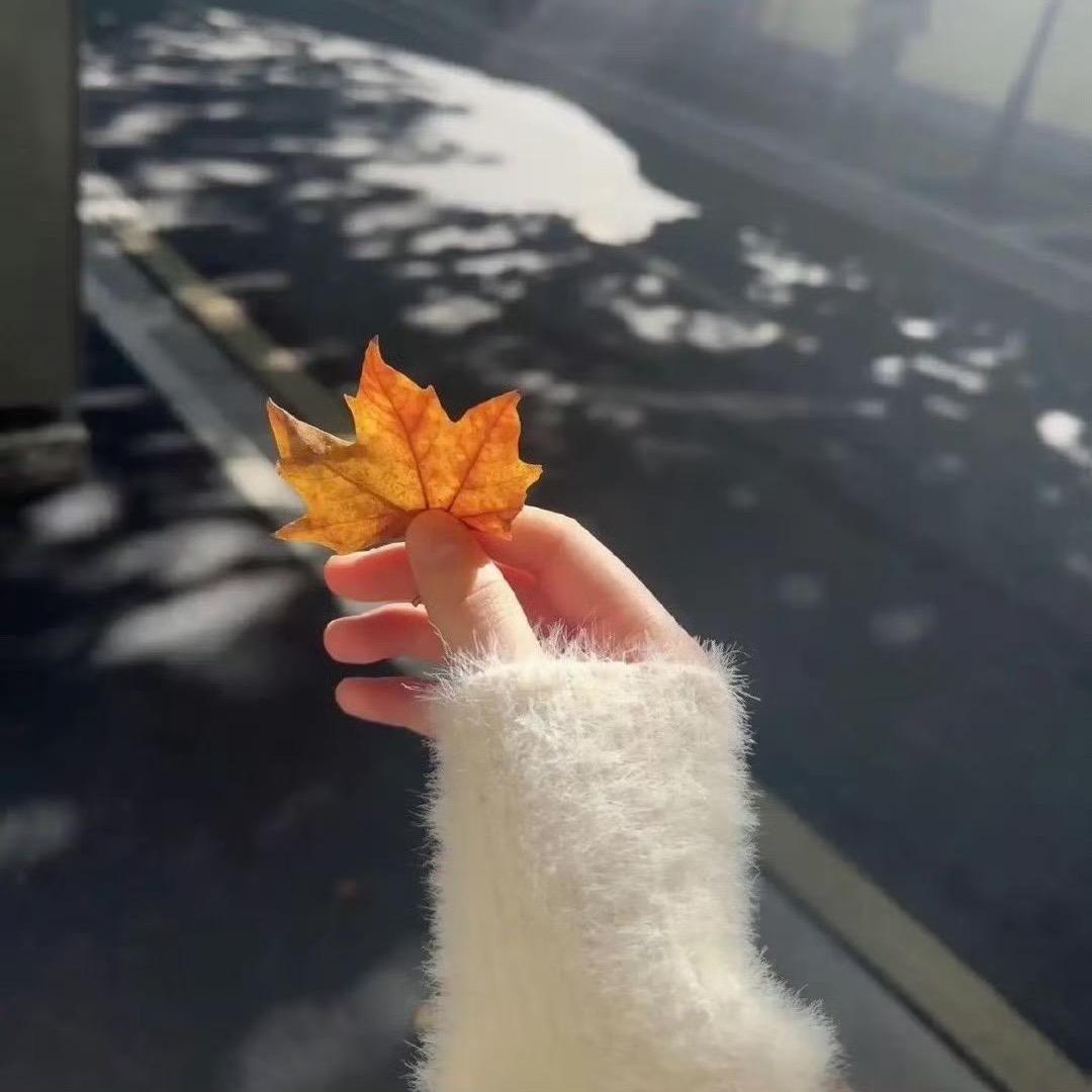 小布丁🍮