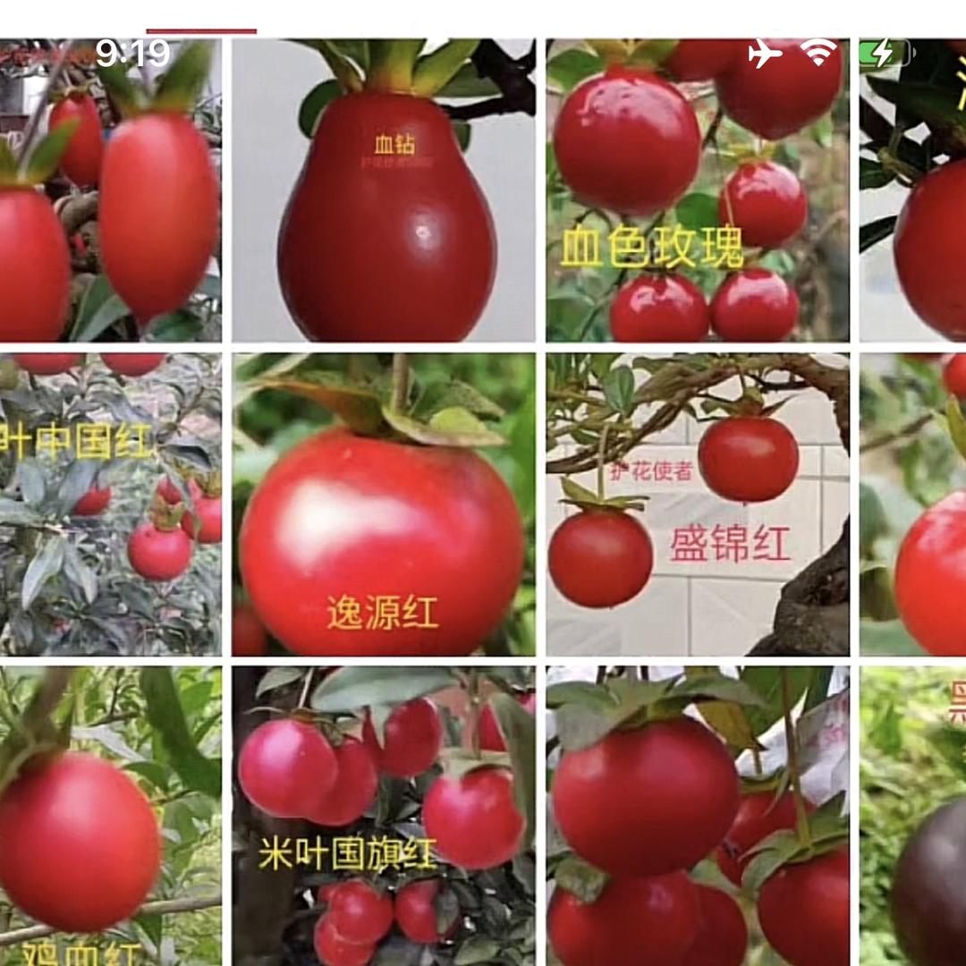 金弹子小品盆栽