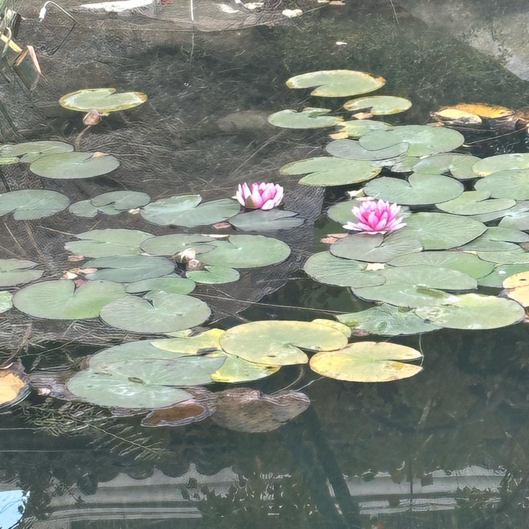 大明湖畔放牛娃