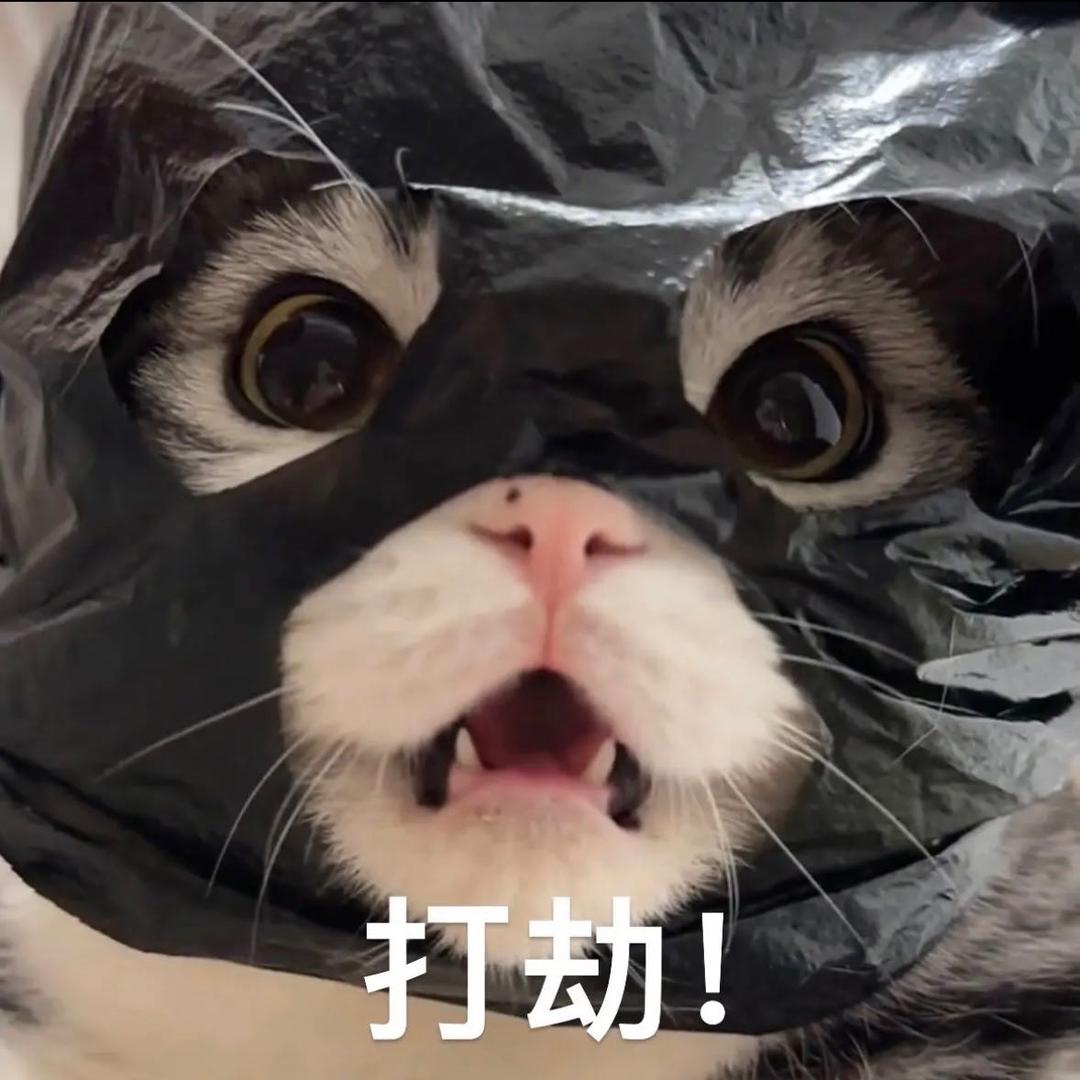有猫有犬