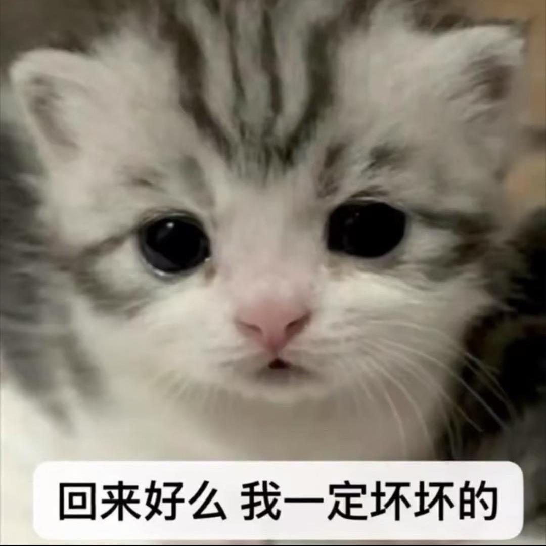 人生真是猫猫又咪咪呀