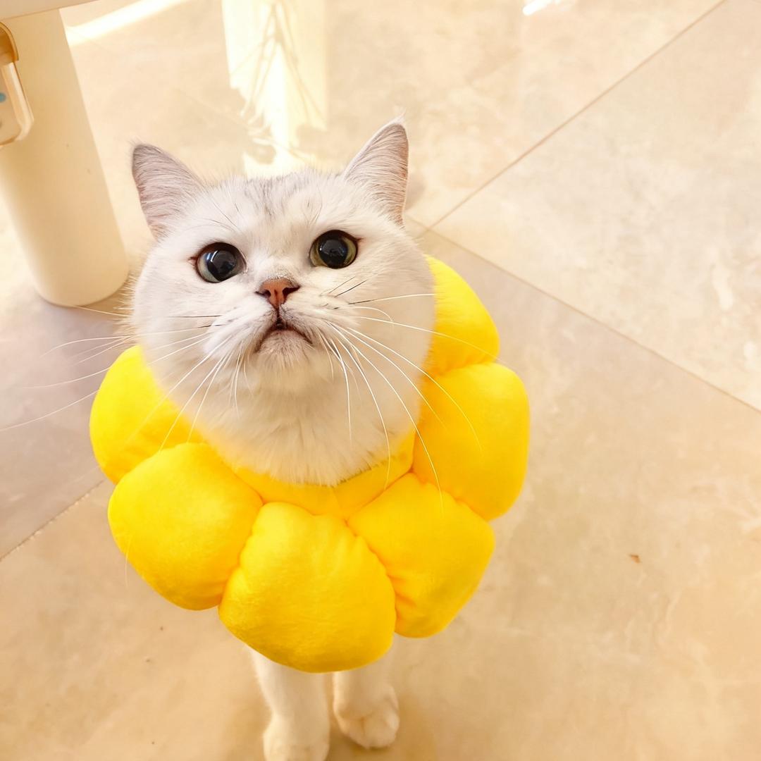 Popo