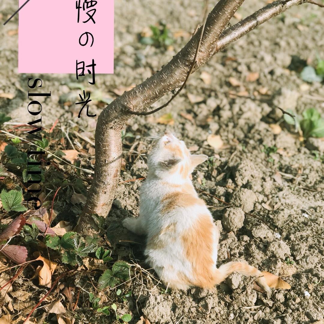 洋葱社（无人机特效定制）