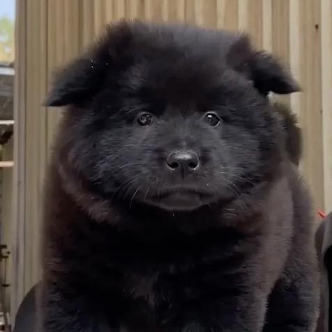 狗狗养殖基地（mai🐶茴关）