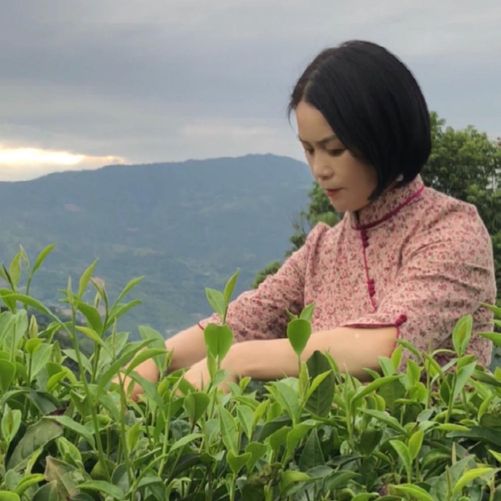 梧桐