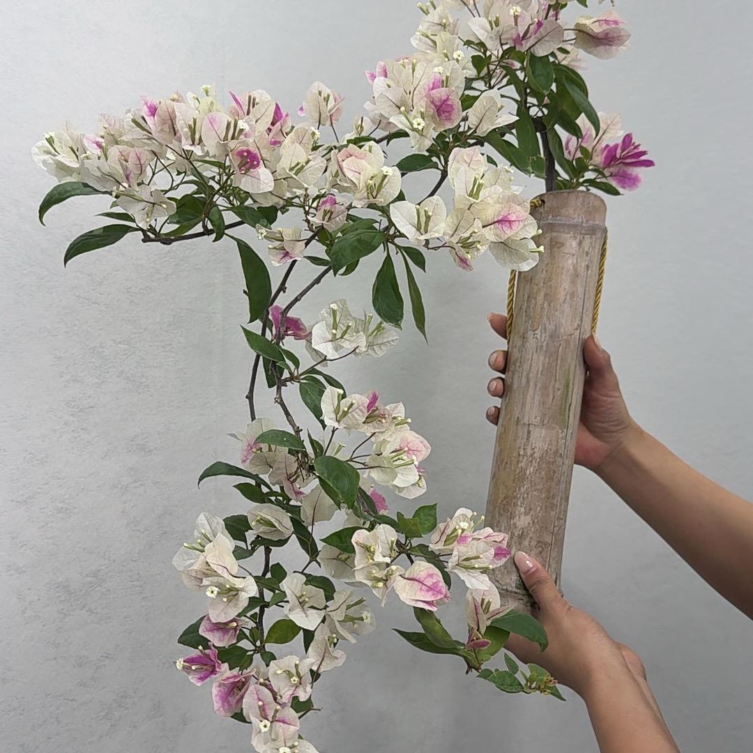 雯雅园艺禅艺盆栽