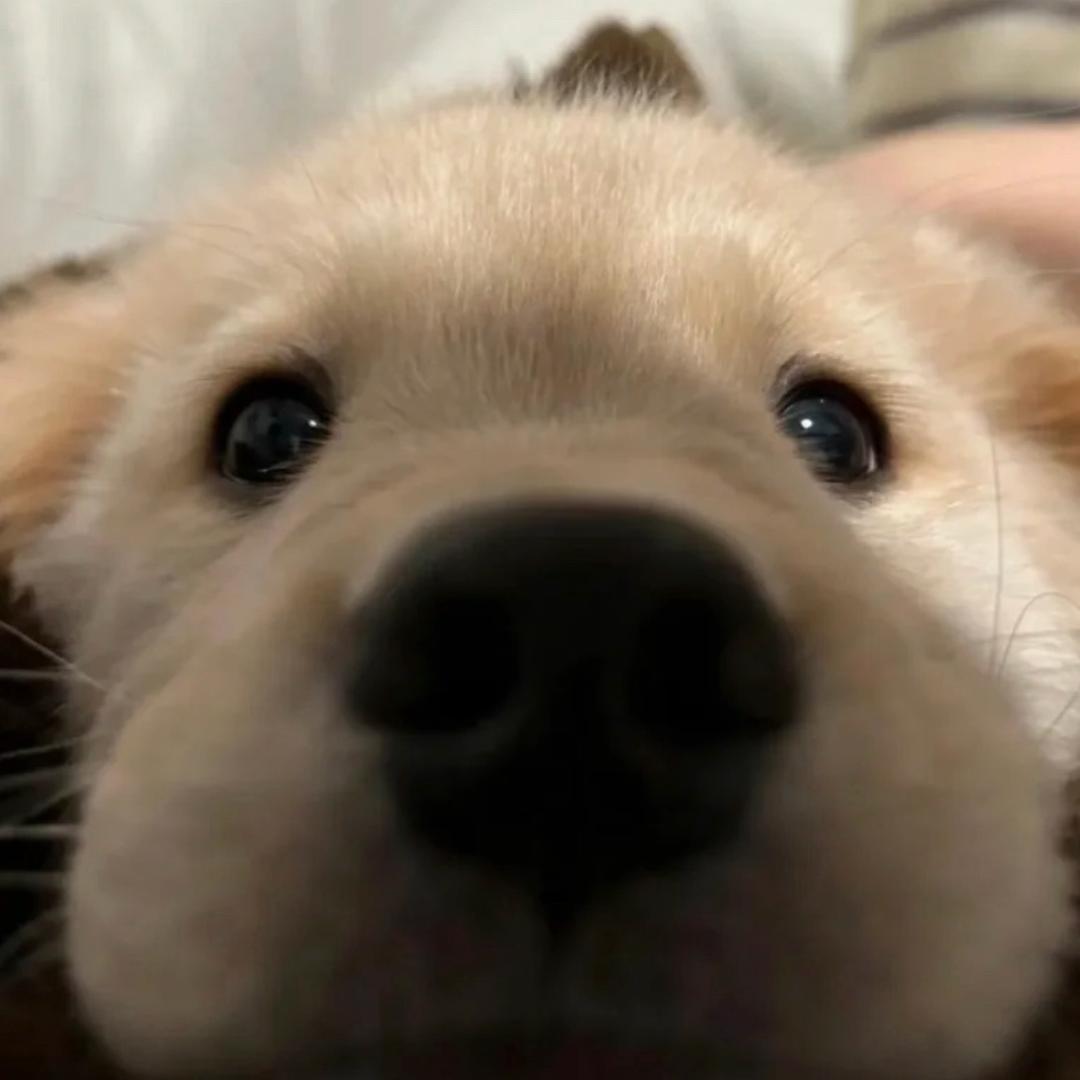 王得否