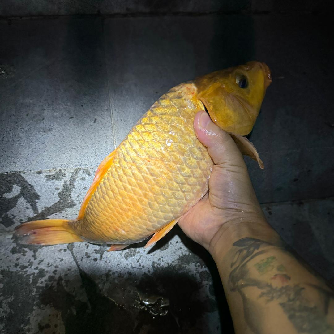 就是伍万啊