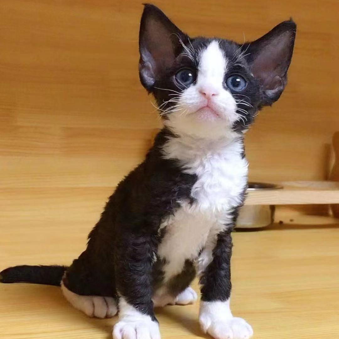 昊萌的德文卷毛猫