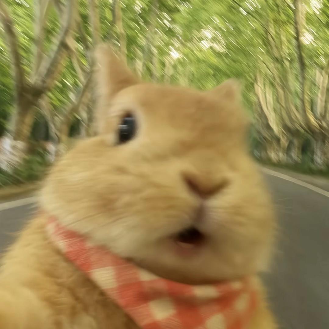 嘎嘎嘎