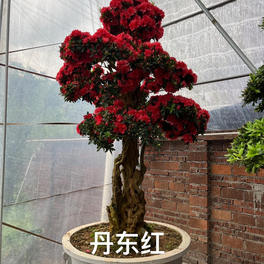 楠轩杜鹃园艺场