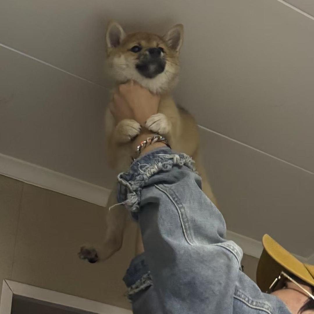仔仔大魔丸