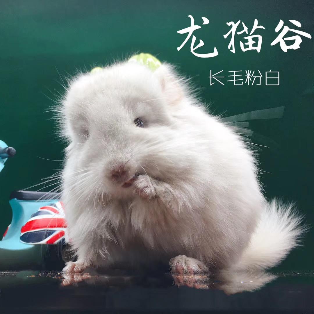 成都龙猫谷