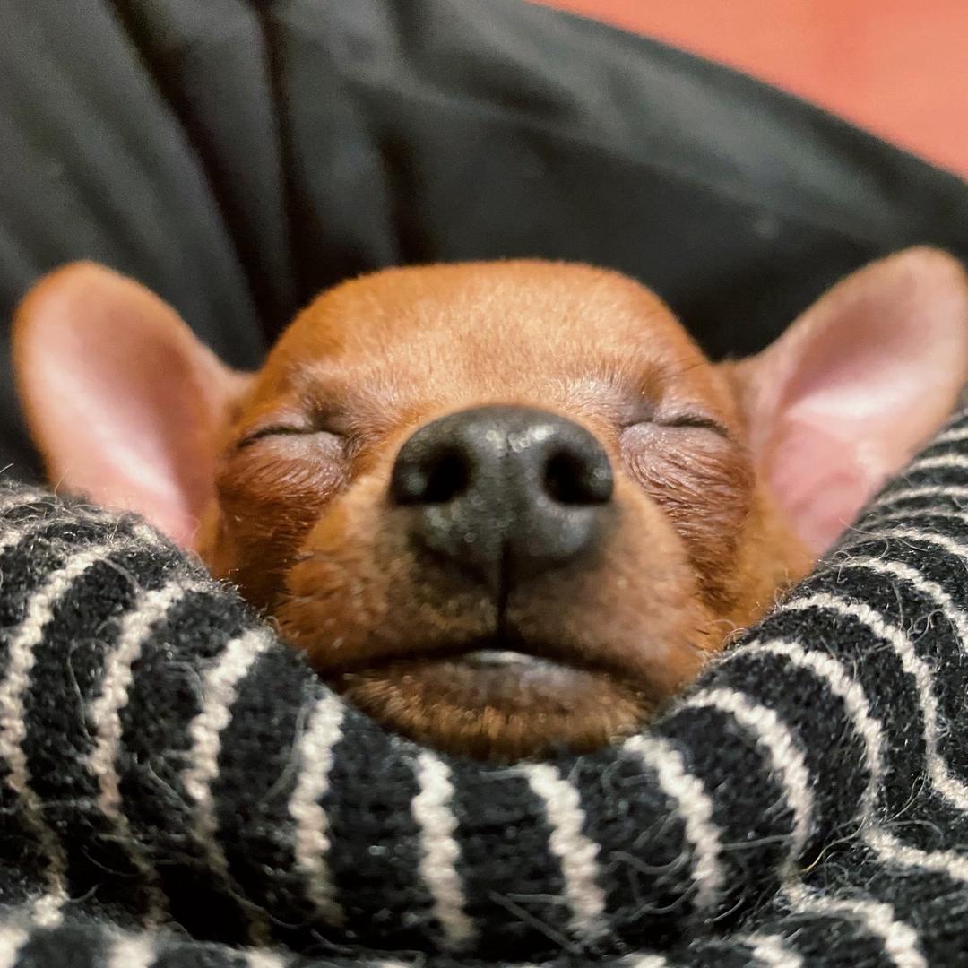 米修家的小鹿犬