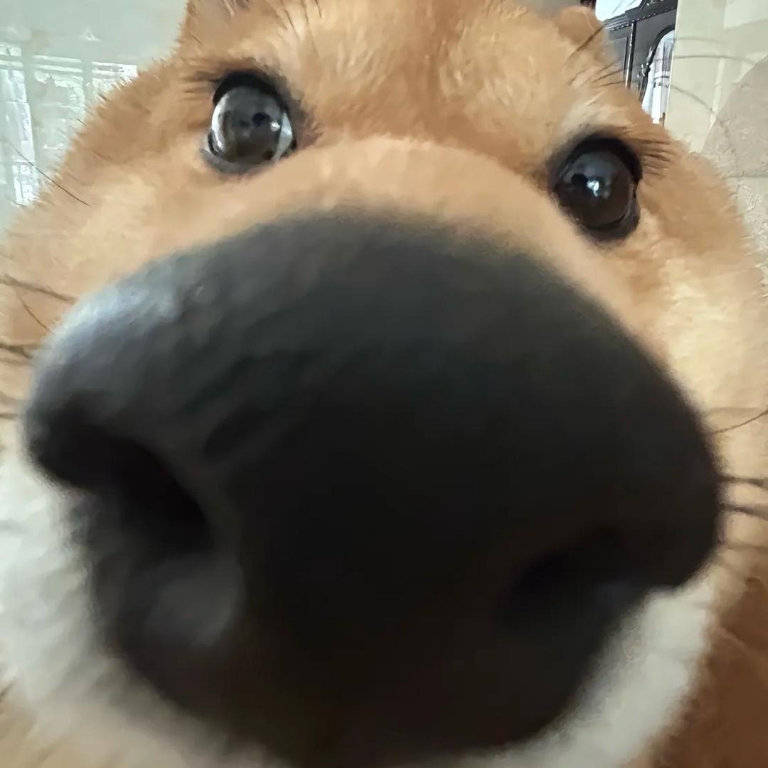 番茄魚骰