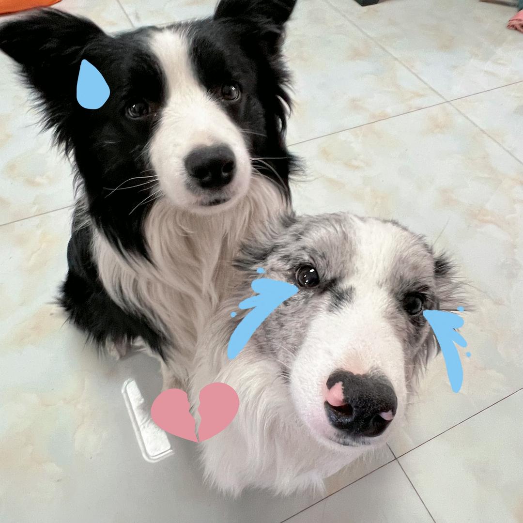 边边蒙戈和麦琪