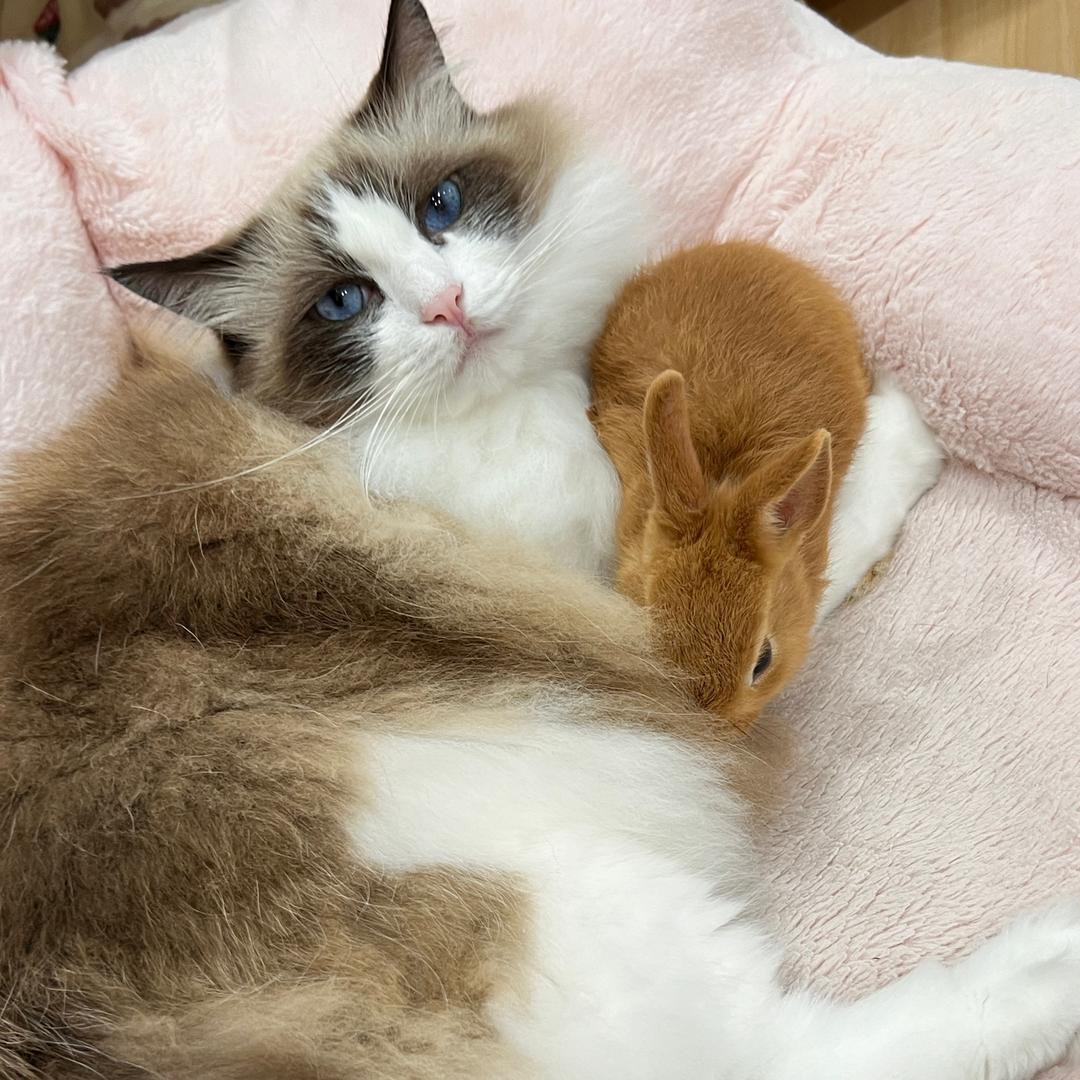 三只猪咪