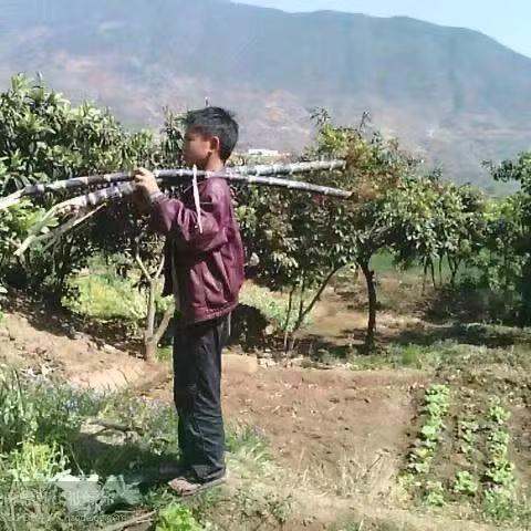 胡于晏家的水果