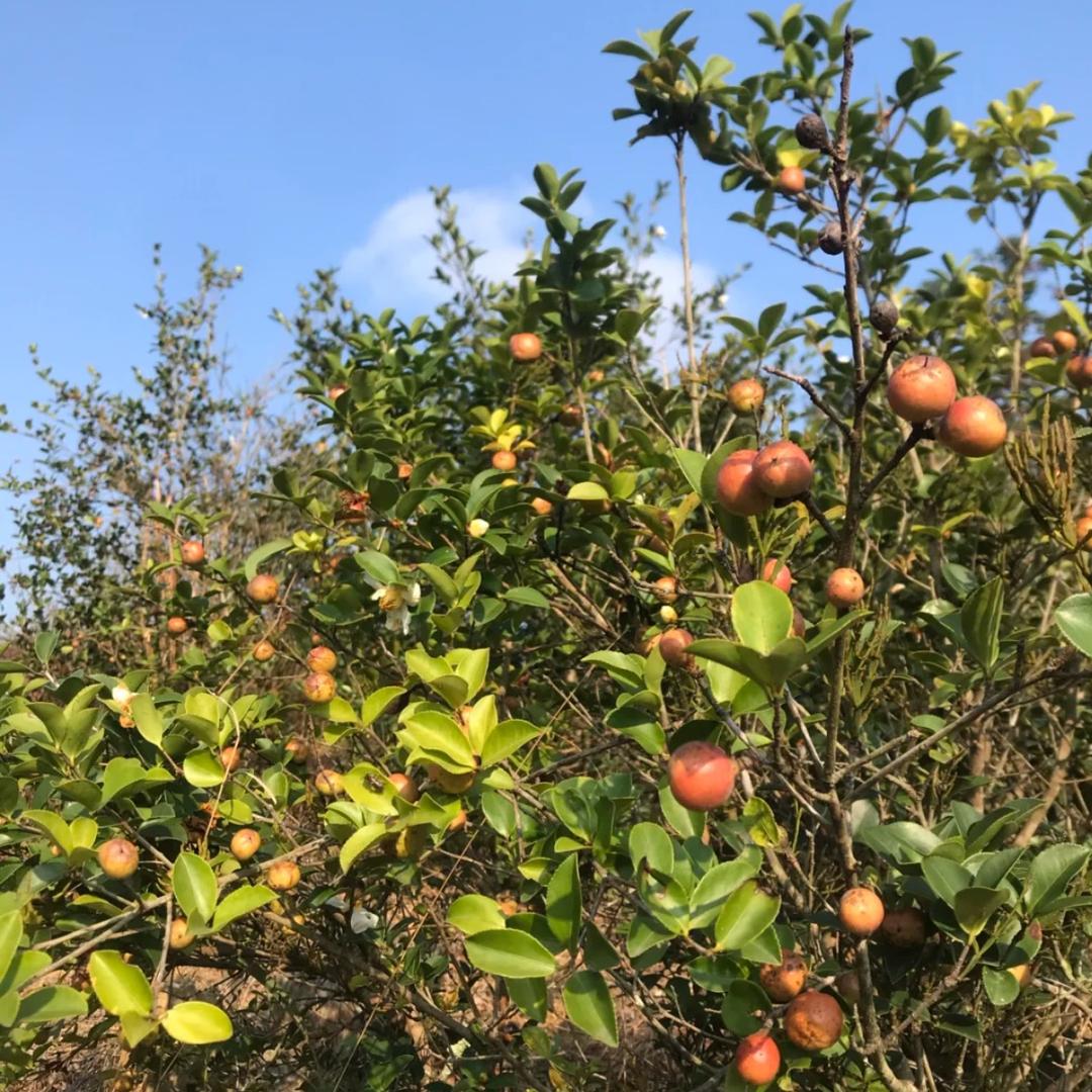 江西佬表茶油