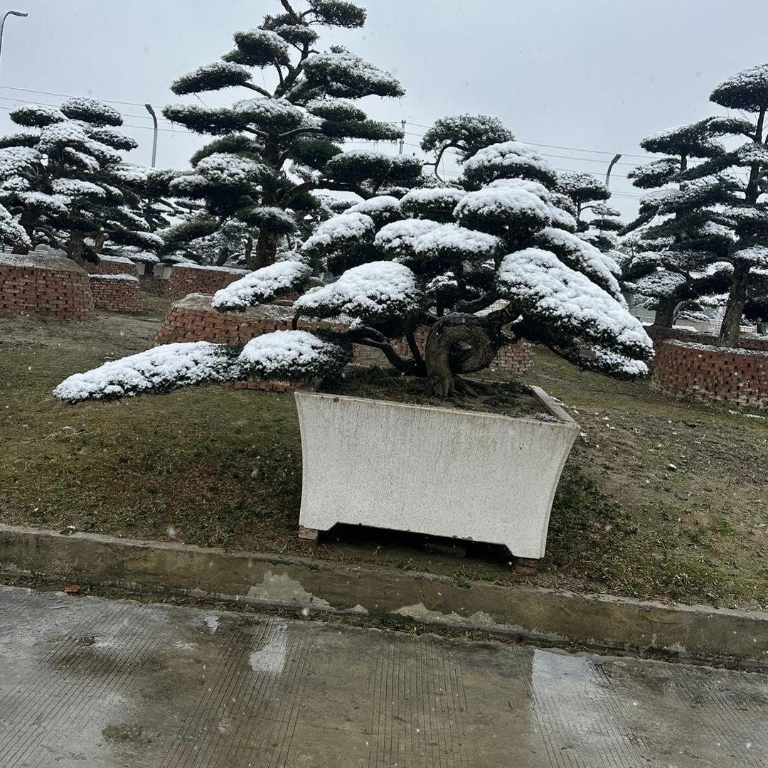 罗汉松 黑松 雅香园林   🇨🇳程均
