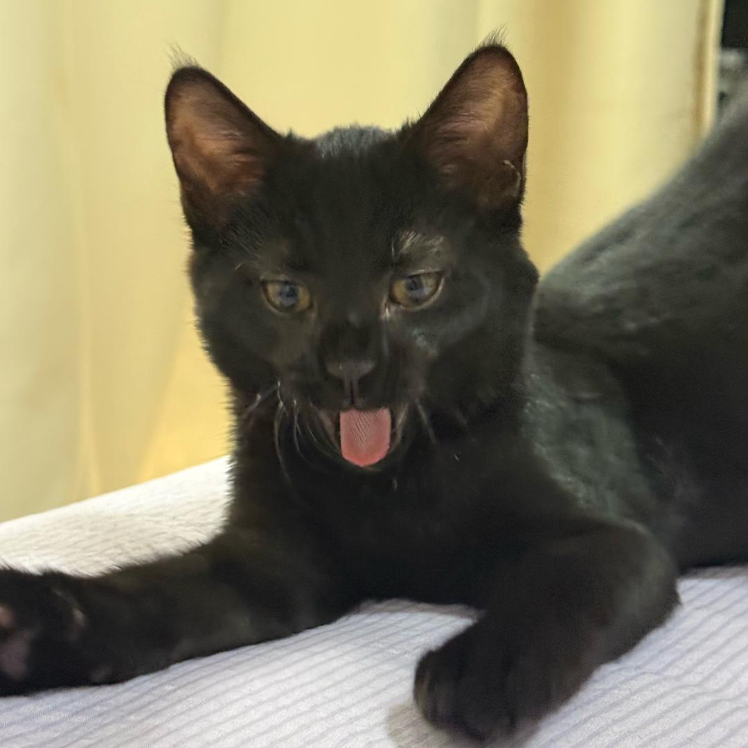 小咪不白🐈‍⬛