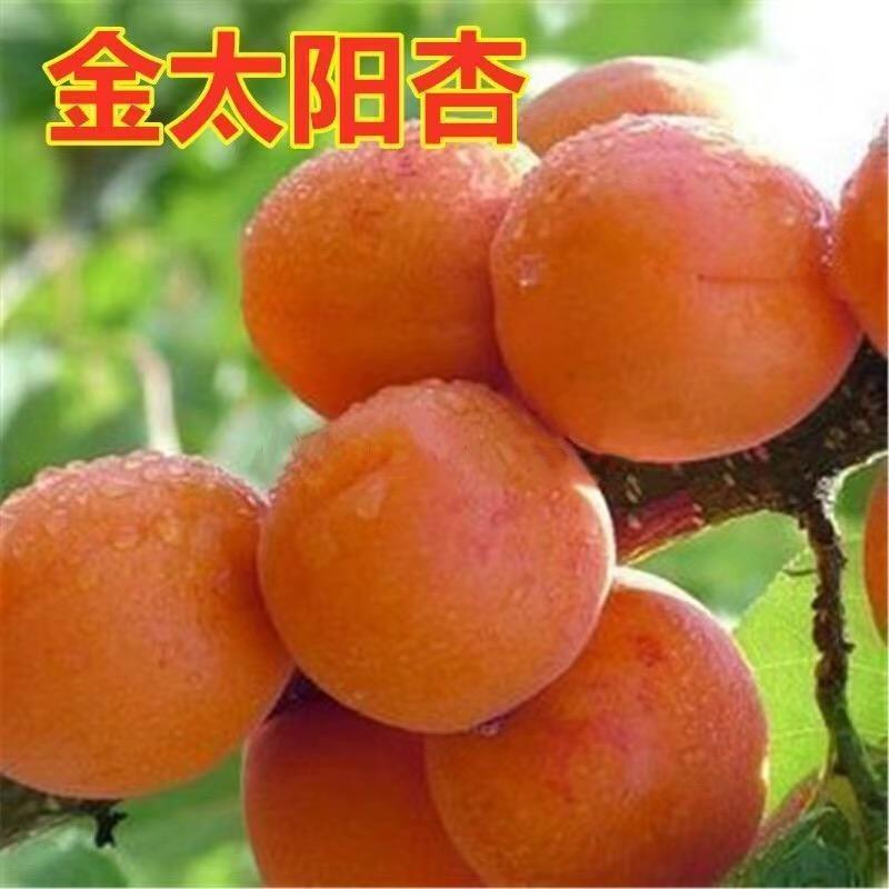 晴维果树苗木专营店