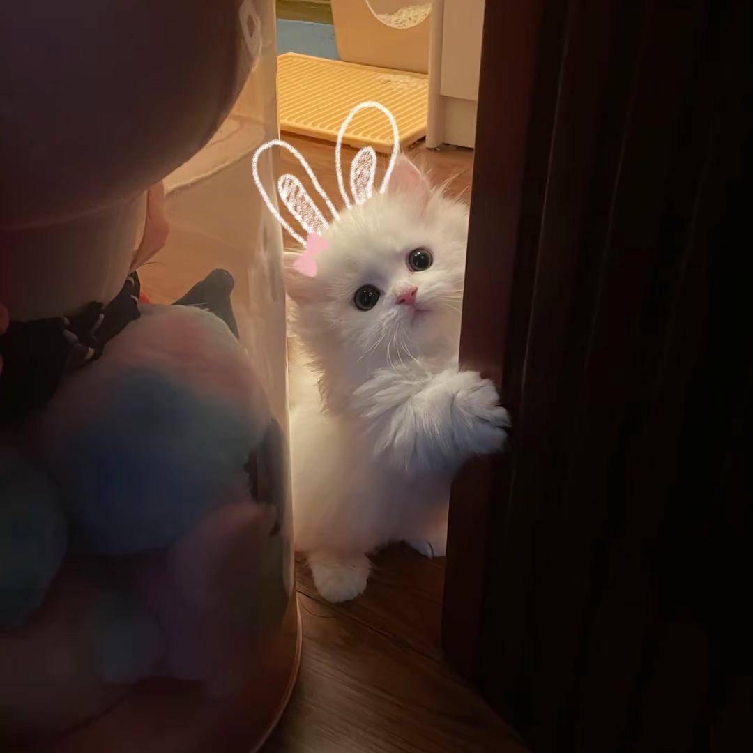 小婷宝
