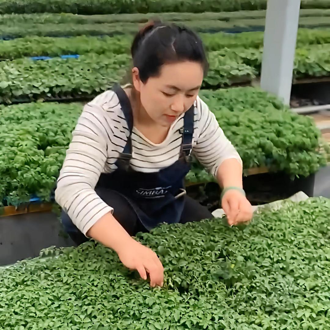 格物大姜