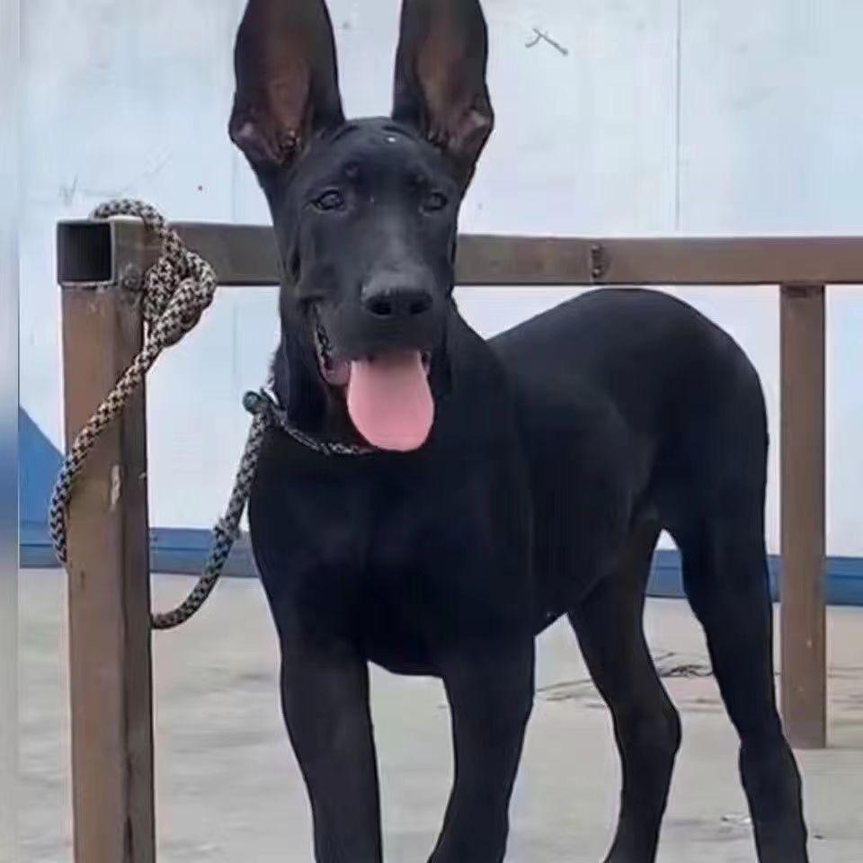 财阳黑狼犬舍