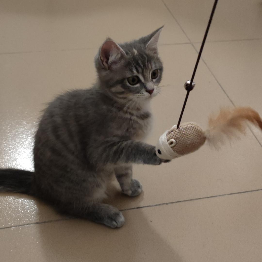 烧烤是只猫啦