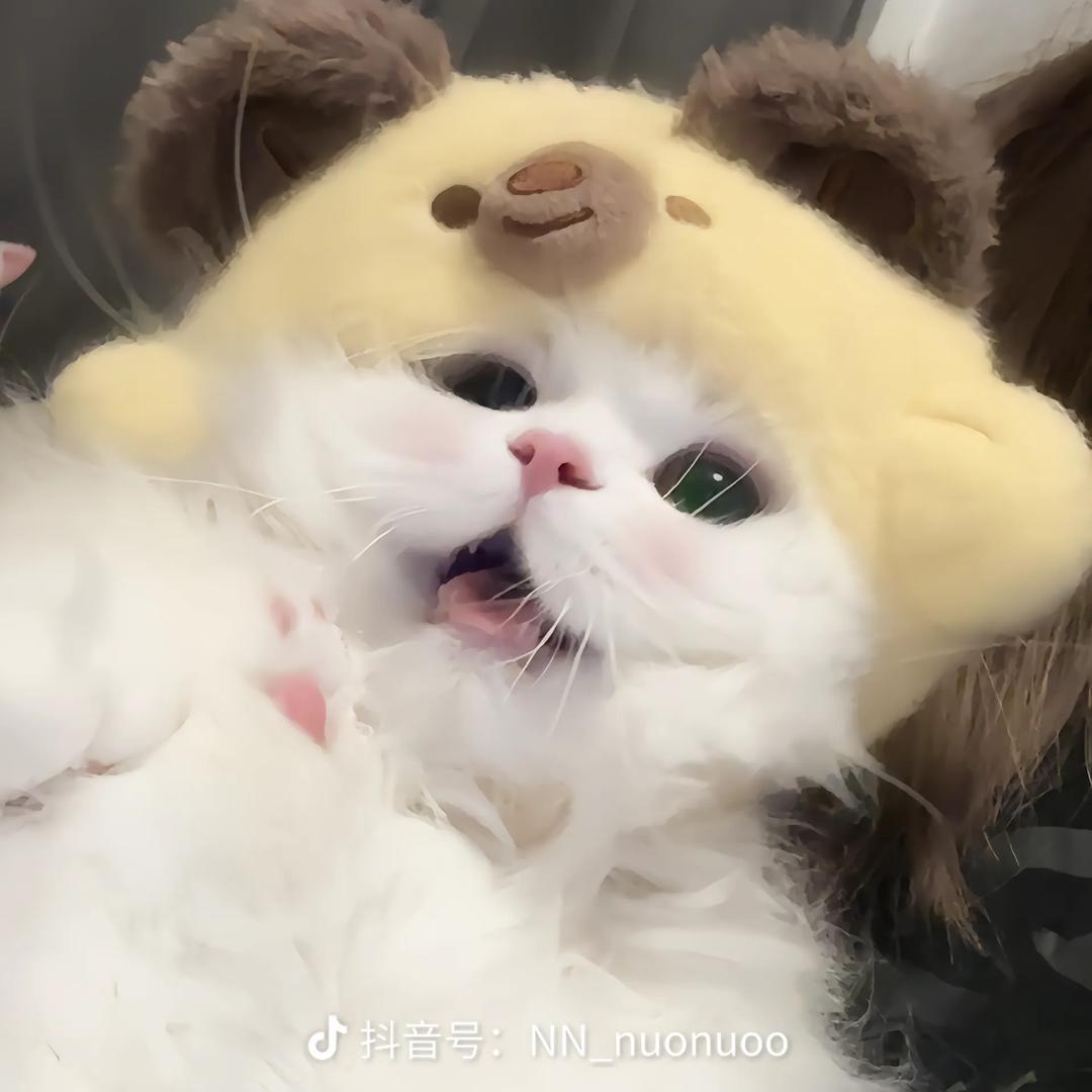 木木猫