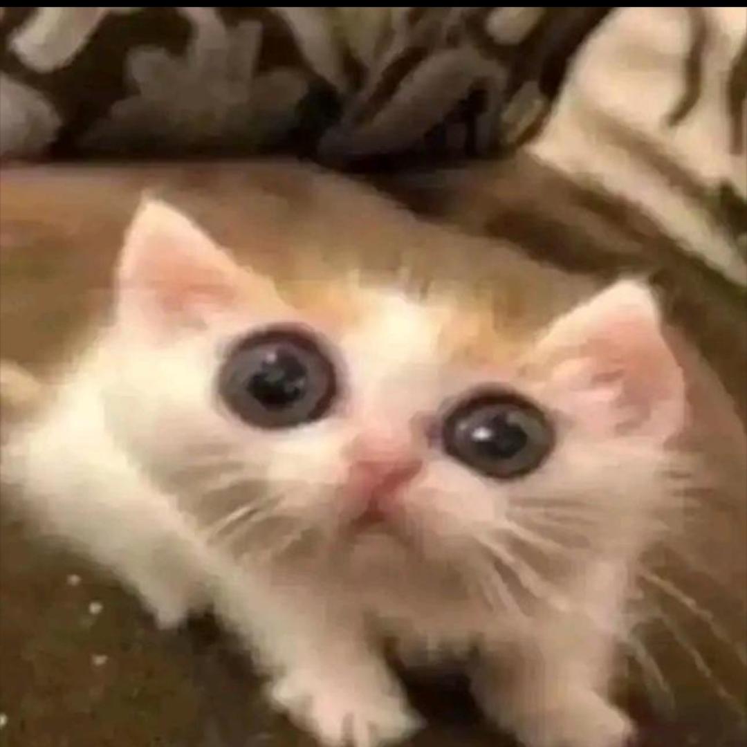 猫meme游戏