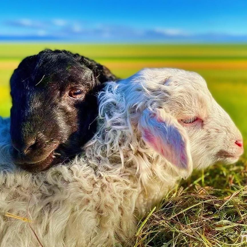草原牛羊肉黑山头直供（王雪）