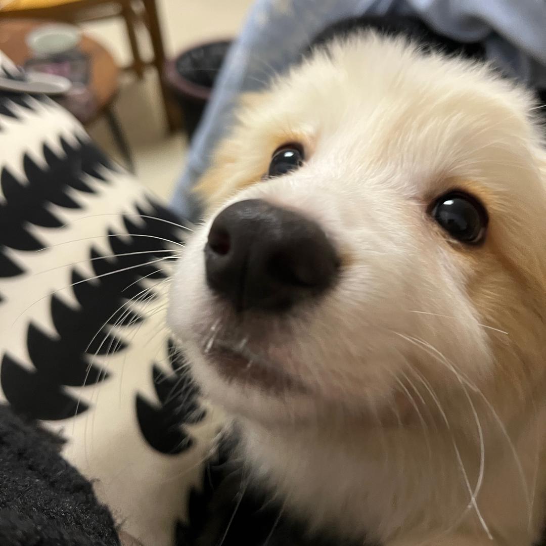 莱米不是菜狗
