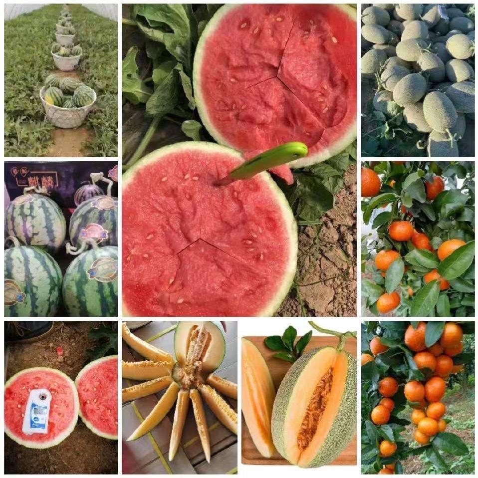 鱼牌西瓜哈密瓜