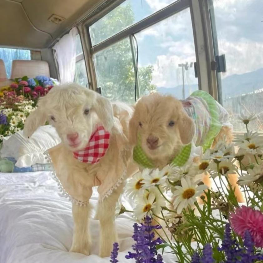 小羊打工羊🐑
