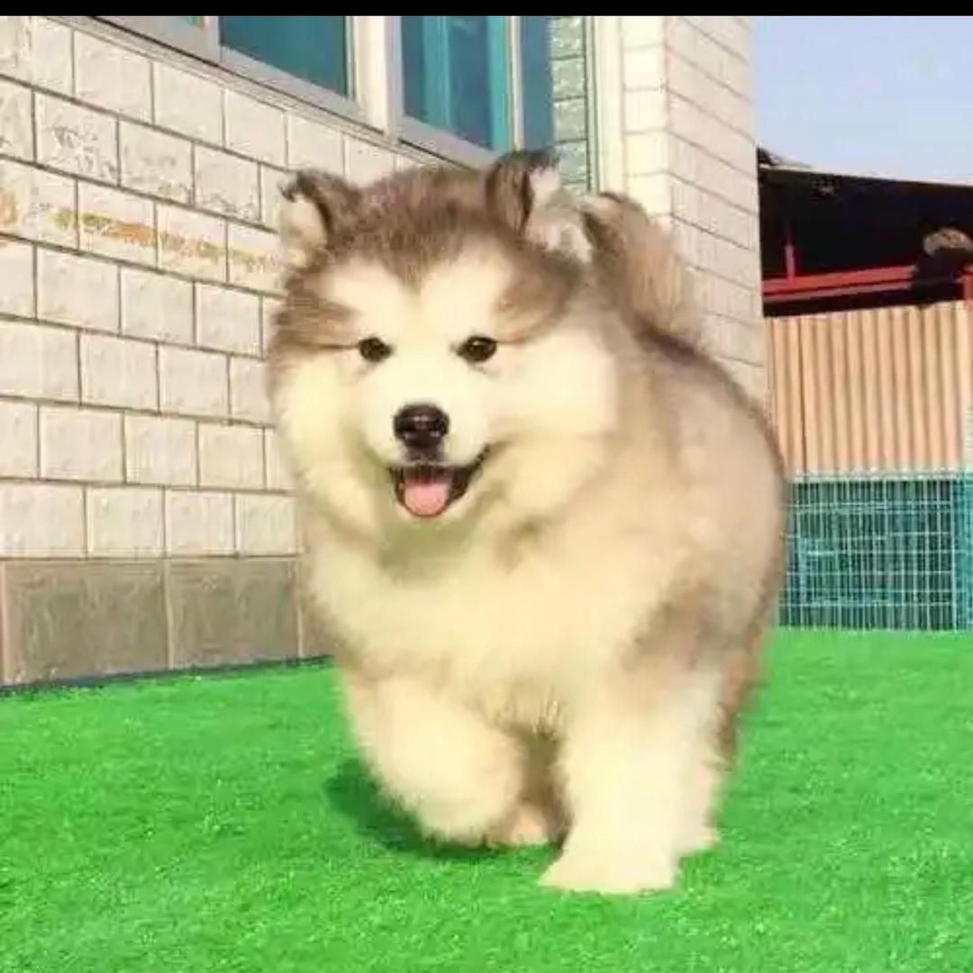 刘小姐的它