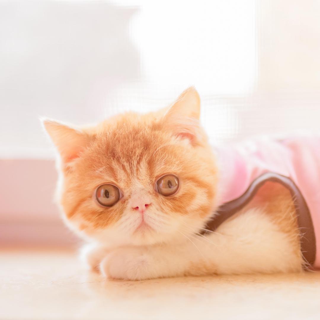 多肉爱吃三文鱼📷进阶版