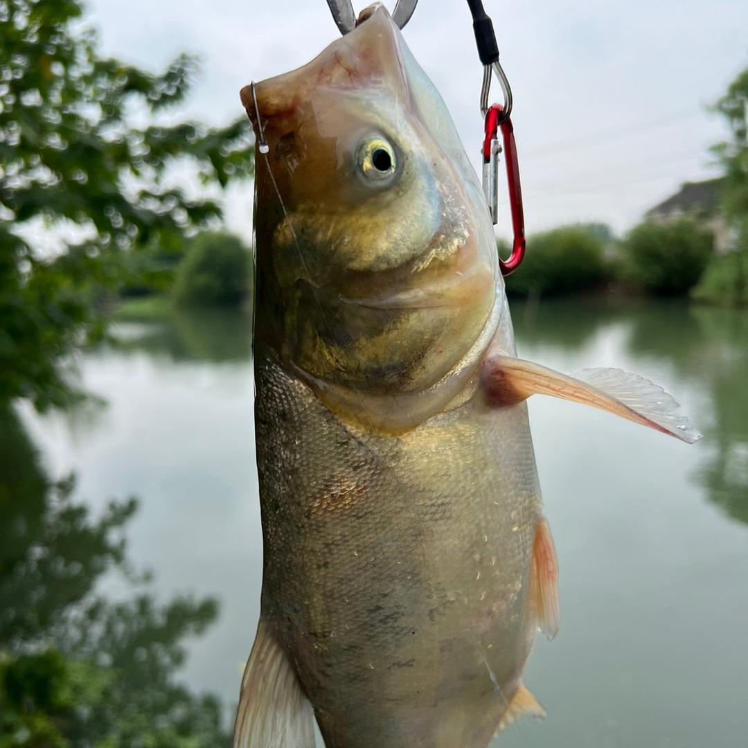 洪磊🎣