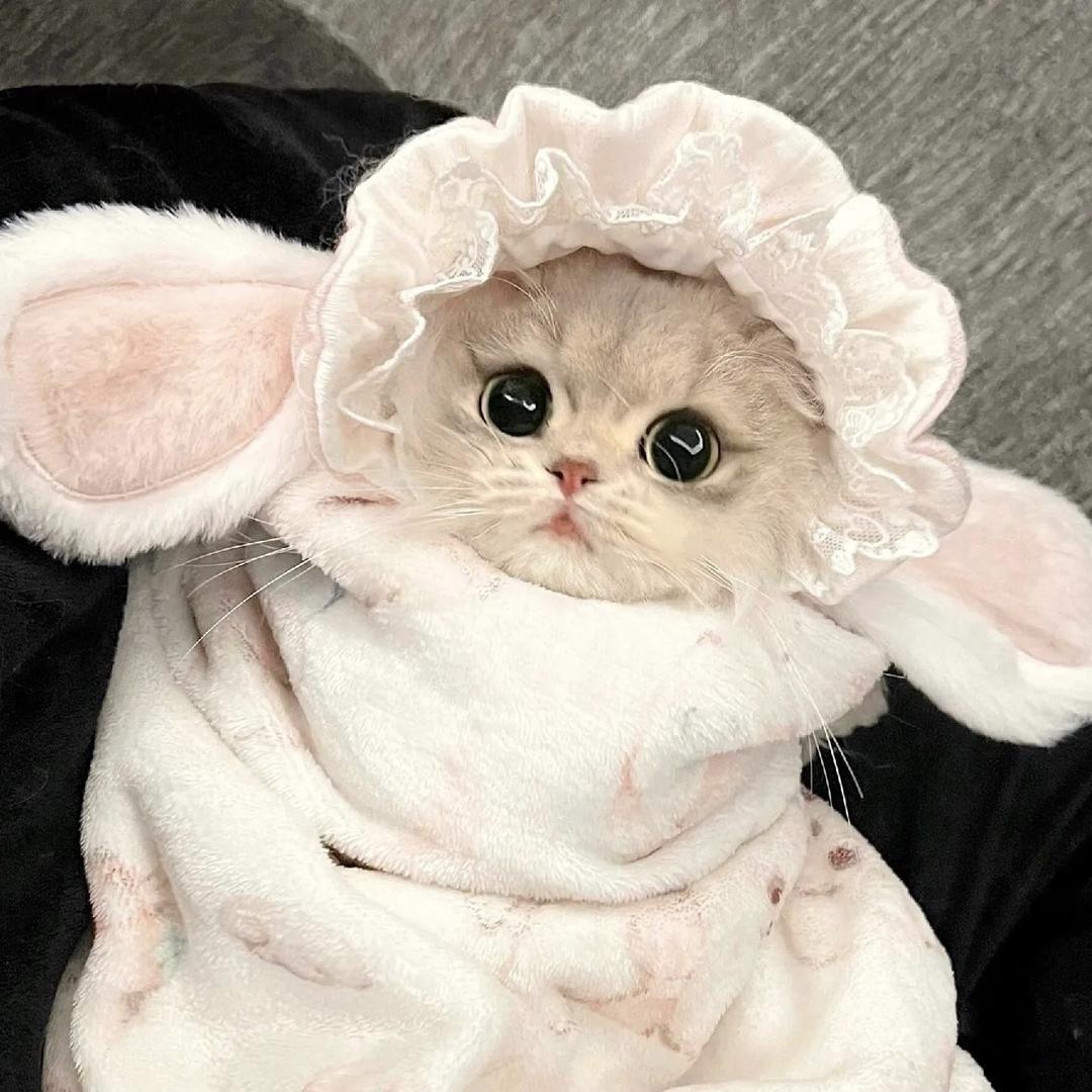 椰᳐椰᳐小猫.