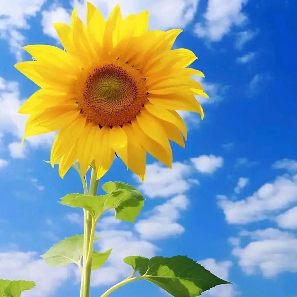 浅笑安然ღ